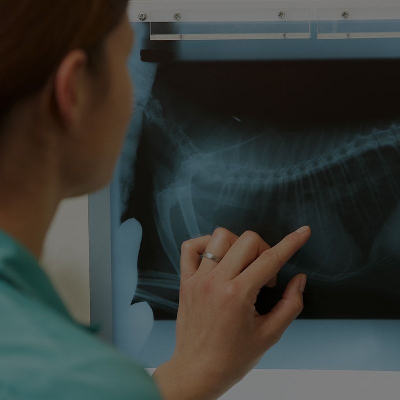 wound closure vet sutures