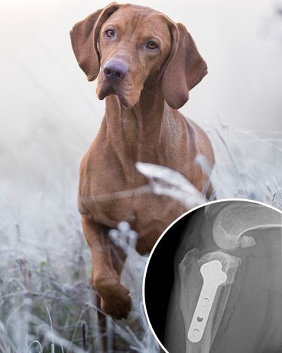 VETERINARY ORTHOPEDIC