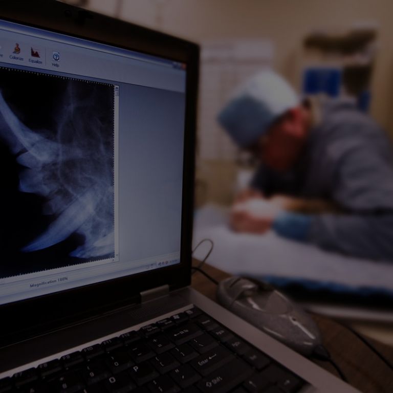 Veterinary Orthopedic Surgical Solutions in Canada