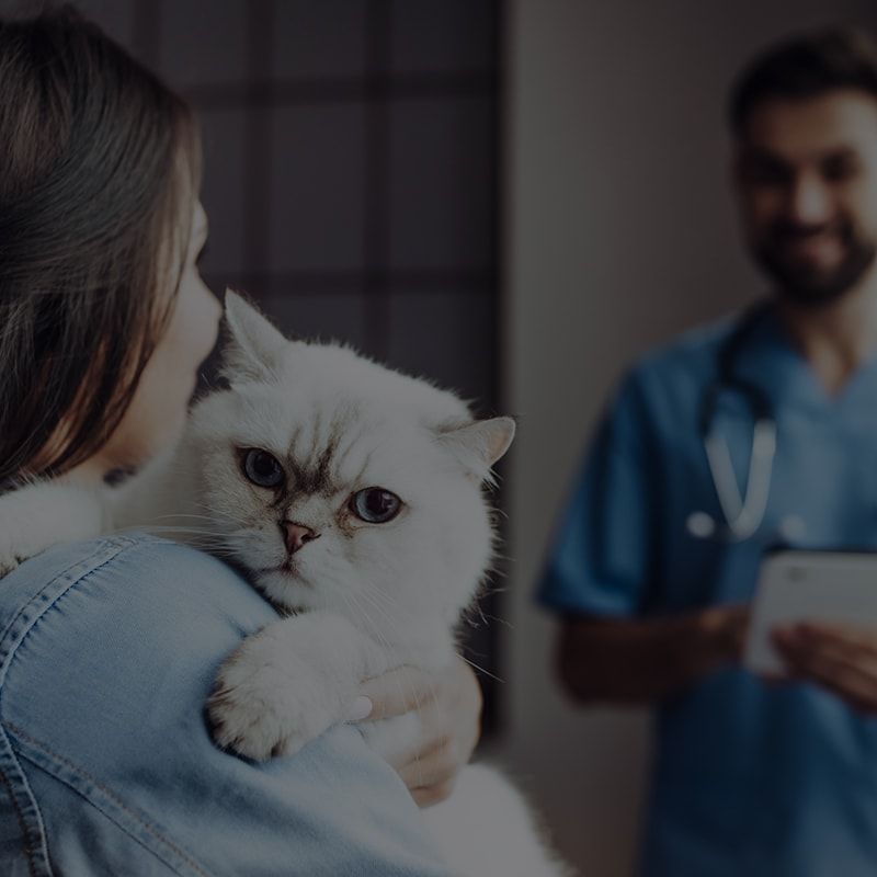 wound closure vet sutures