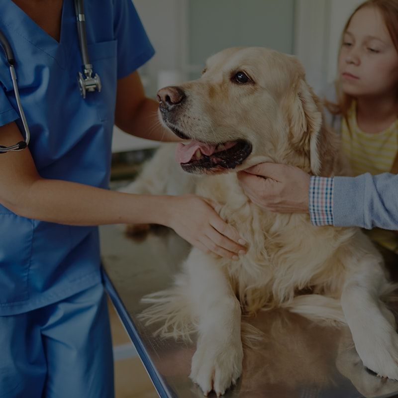 wound closure vet energy